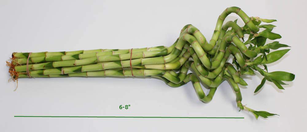 Athena's Garden B-CS06 Lucky Bamboo Corkscrew Spiral Shoots, 6-8", GREEN