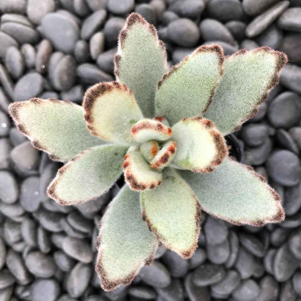 Kalanchoe Tomentosa 2" Succulent Plant, Fuzzy Seedling Panda Succulent by Exotic-Succulent-Collection