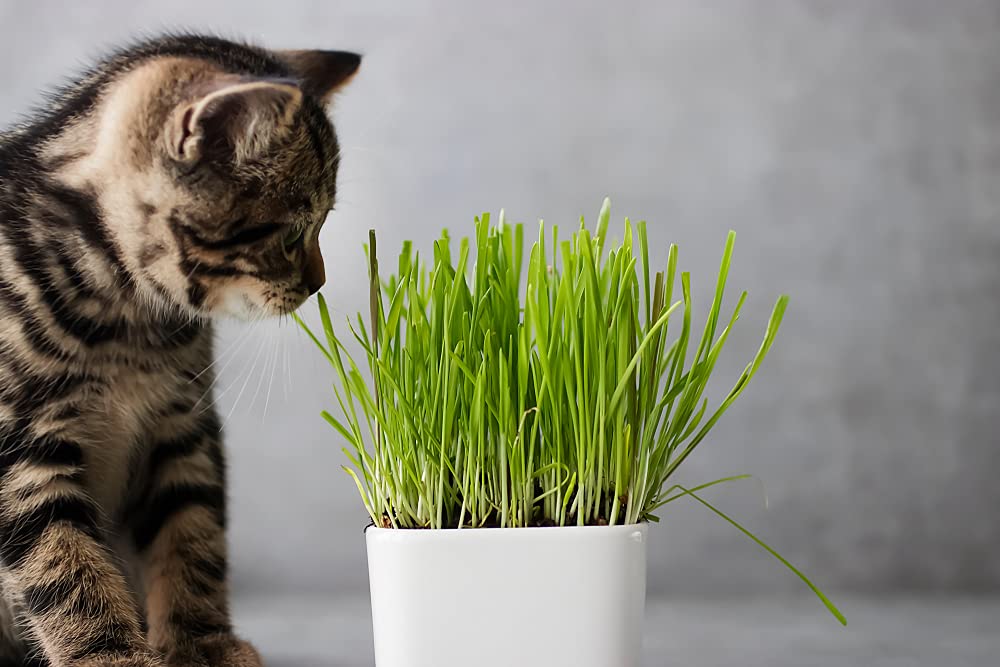 Cat Grass Seeds for Planting - 5 Pounds - Nutritious and Tasty Treat for Cats and Other Animals.