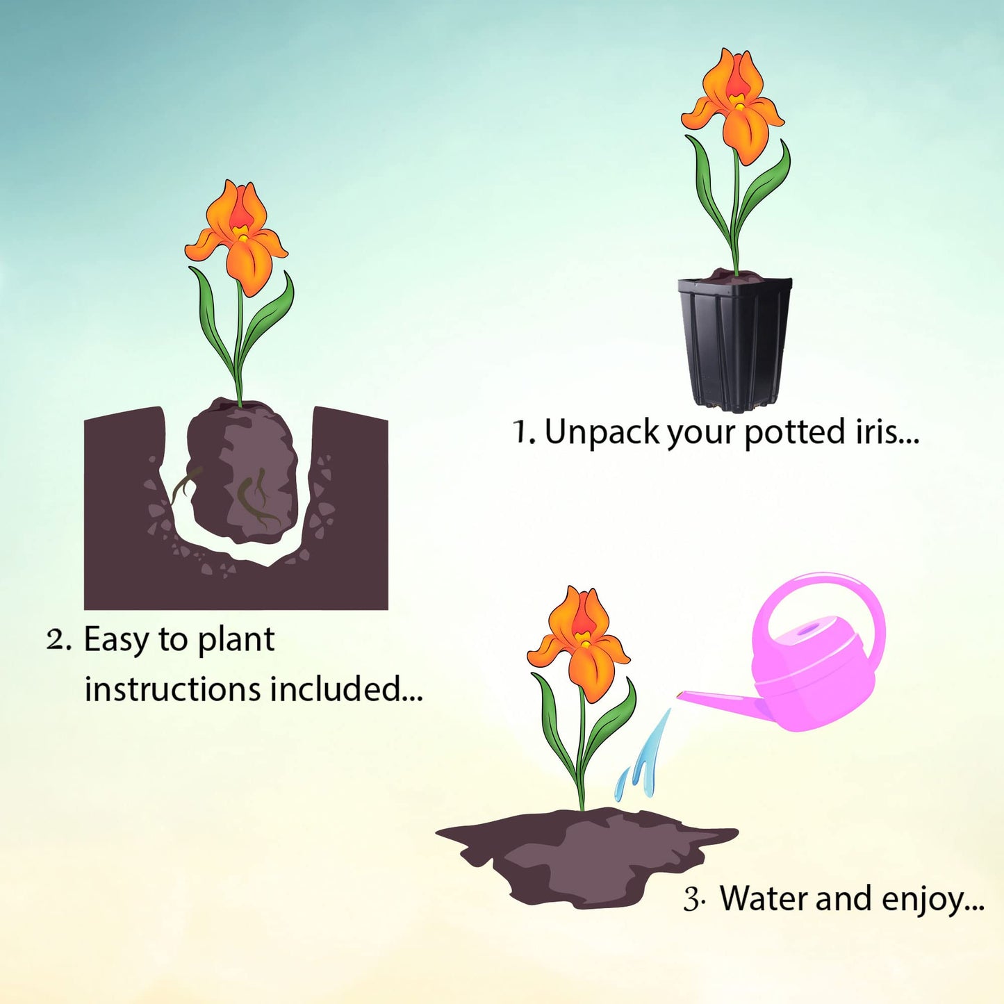 Black Suited Bearded Iris Plant Potted - Fragrant Black Flowers, Stargazer Perennials
