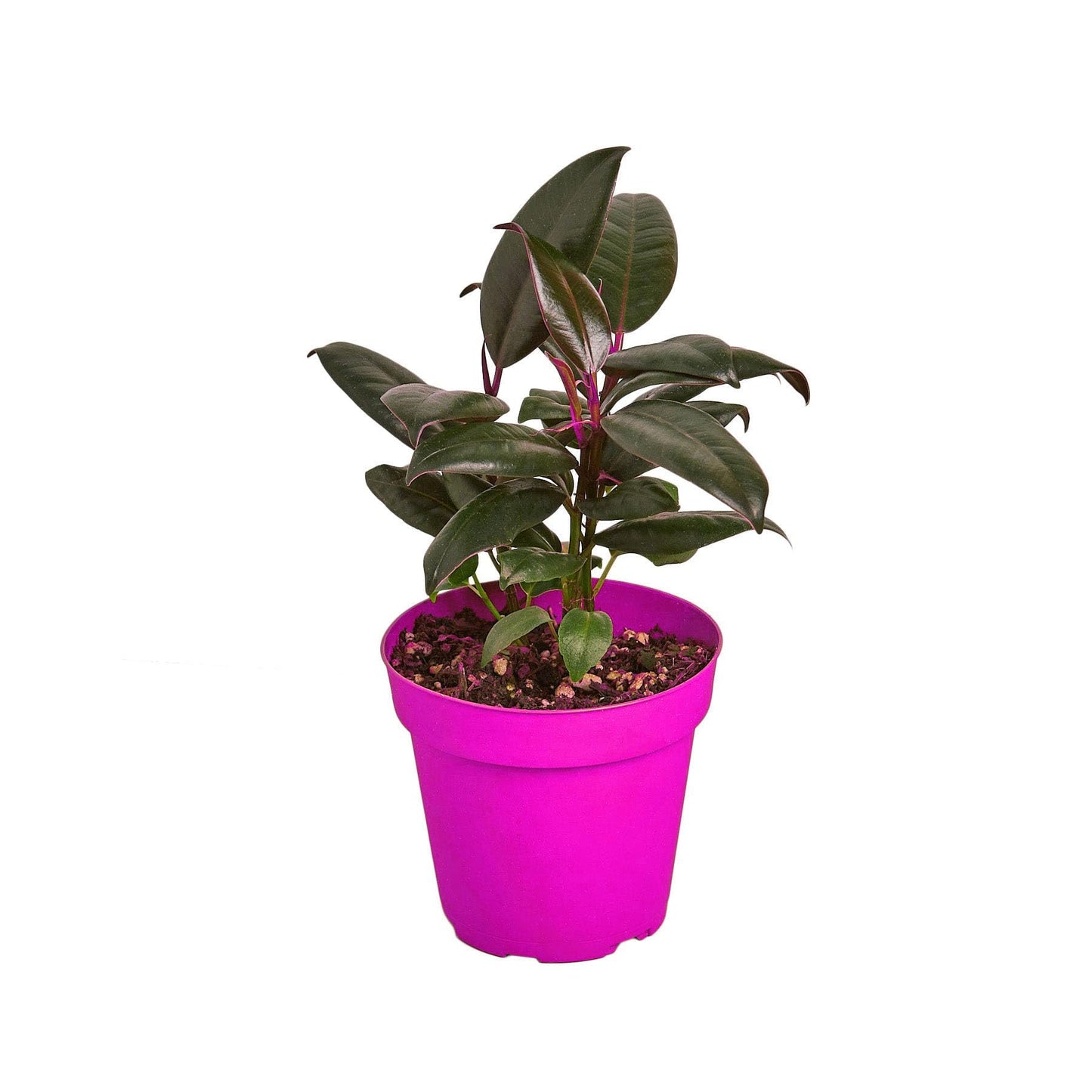 Ficus Elastica 'Burgundy' - 6" Pot in 6in Pot - Live Tropical Houseplant - Easy to Grow | Air Purifying | Variegated | USA Growers | The Snobby Leaf