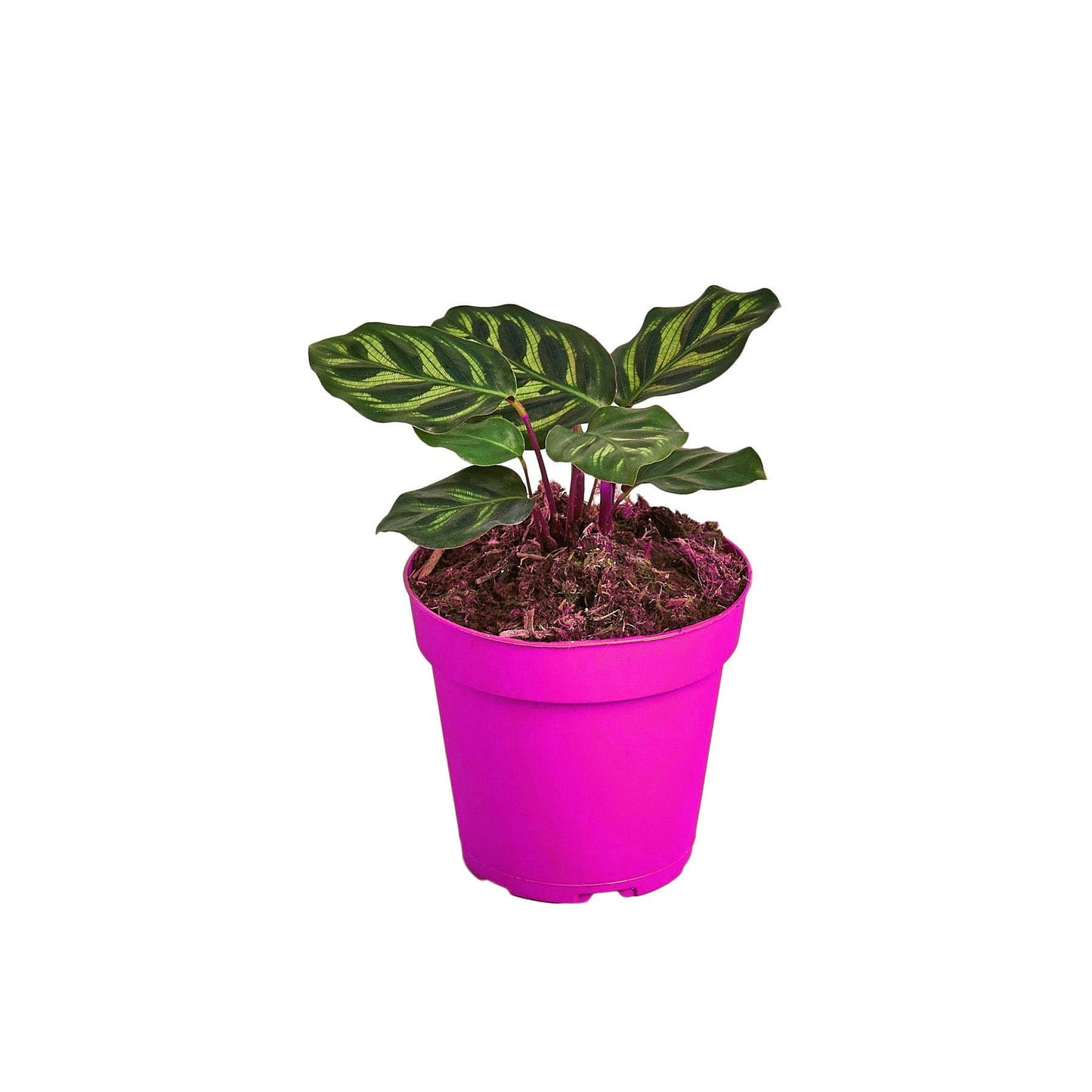 4 Pack Calathea 'Makoyana' - 6" Pot in 6in Pot - Live Tropical Houseplant - Easy to Grow | Air Purifying | Pet Friendly | Variegated | USA Growers | The Snobby Leaf