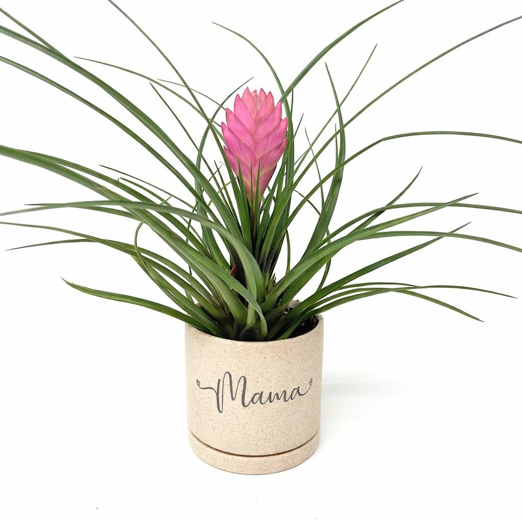 IUPTOWN CHIC Mama Planter with Live Plant ā Gift for Mom from Daughter or Son, Mother's Day Plant Gift, Indoor Decorative Planter with Tillandsia Pink Cyanea (Tillandsia Pink Cyanea - Sandstone)