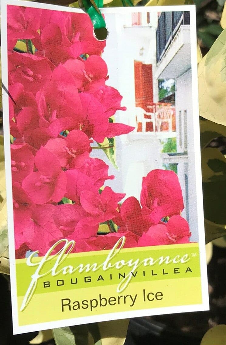 Pink Bougainvillea Plants - Live Raspberry Ice Bougainvillea Plants – Pack of 2 – Rare Variegated Bougainvillea with Pink & Cream Blooms – Hardy Flowering Vine – Ideal for Containers & Trellises