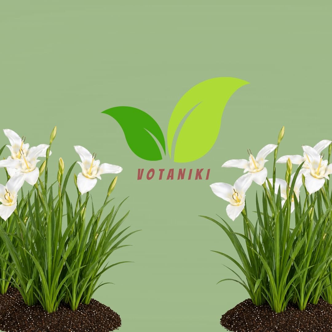 Votaniki Tigridia Pavonia Alba Immaculata Bulbs White Mexican Shell Flower Summer Bloom Garden Plants Cut Flower Use Sun to Part Sun Outdoor Planting (Pack of 5)
