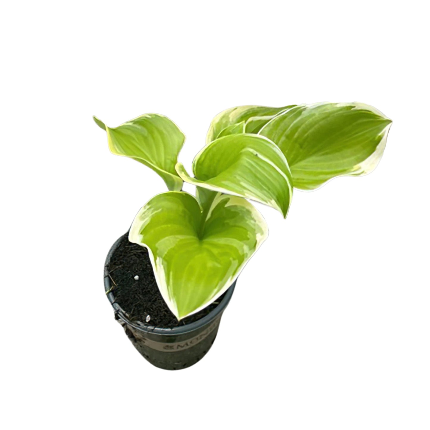 Live Perennial Hosta - Assorted Varieties (3 Plants Per Pack) Beautiful Accent Plant, 10" Tall by 4" Wide in 1 Qt Pot