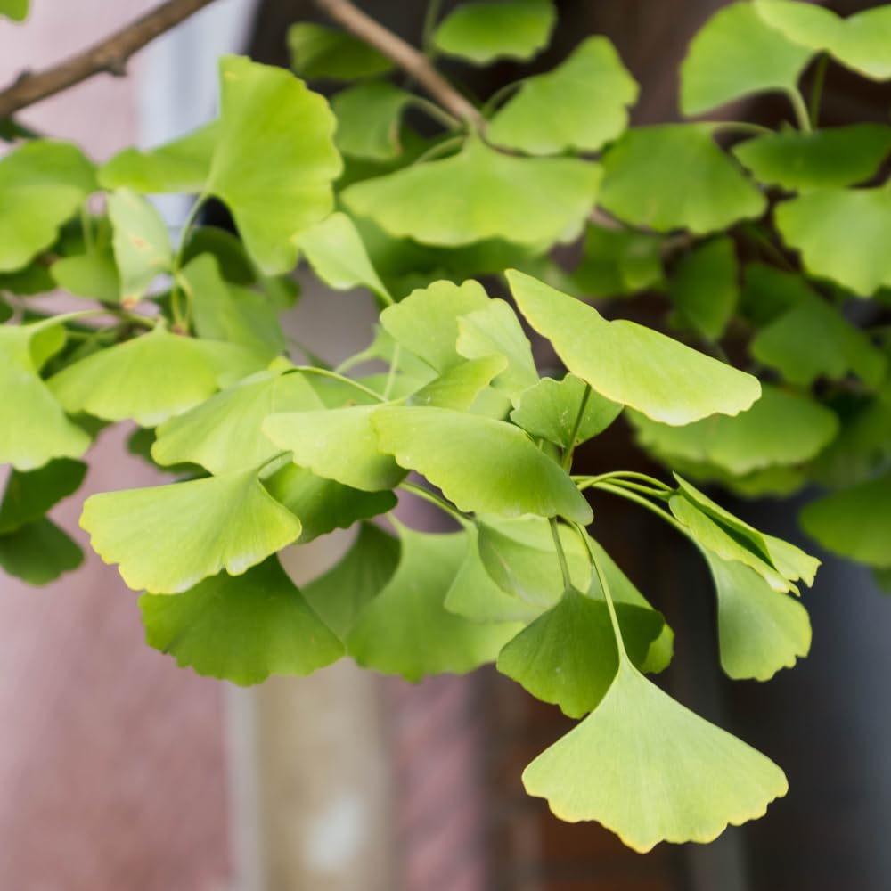 Ginkgo Tree Plant, 4 Inch Pot Hardy Ginkgo Tree Live Plant for Outdoor Garden, 6-10 Inches Tall, Vibrant Fall Foliage Tree Plant