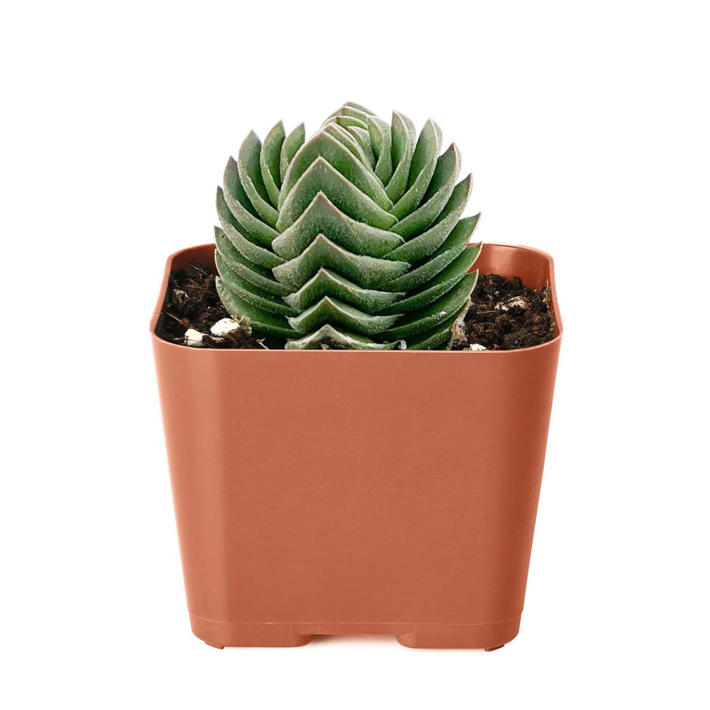 2" Live Succulent Plants Buddha's Temple, Mini Potted Succulents, Easy Care Indoor Houseplant, Unique Gifts, Home Office Décor