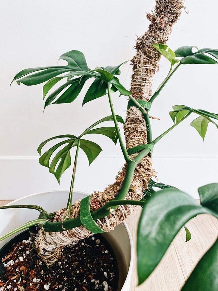 Mossify Bendable Moss Pole 42'' Monstera Plant Support for Climbing Indoor Plants - 100% Sustainably Farmed Moss Pole for Plants Indoor Growth - Flexible Handmade Sphagnum Plant Poles Support