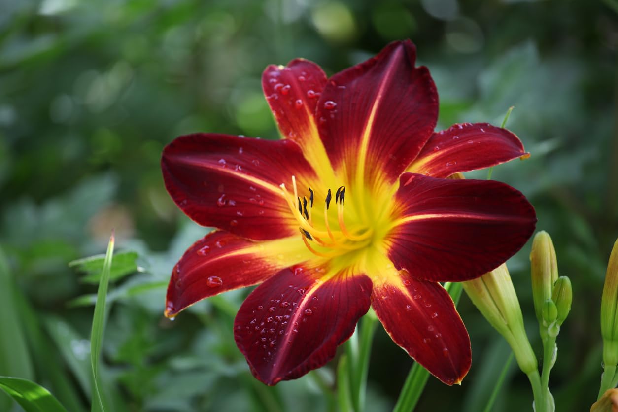 12 Pack - Daylilies by The Dozen, Easy to Grow, Growers Choice (12 bareroots)