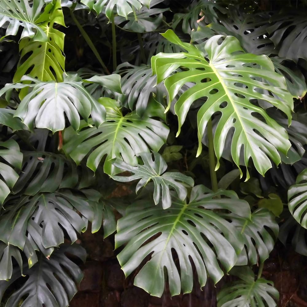 Fresh Monstera Plant Seeds for Planting 50pcs, Exotic Tropical Houseplant Seeds for Indoor & Outdoor Growing | Easy to Grow Monstera Deliciosa Seeds