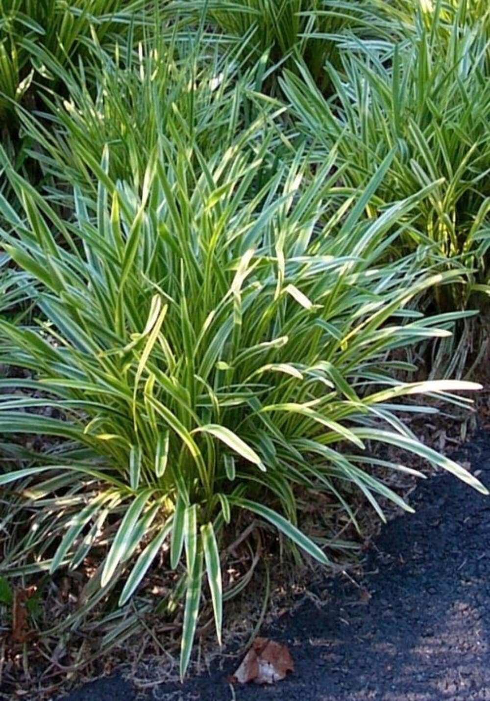 Perennial Farm Liriope M. 'Variegata' (Variegated Lilyturf) – Ornamental Grass in #1 Container, Lilac-Purple Flower Spikes, Variegated Green & Cream Foliage, Shade Tolerant, Great for Borders & Edging