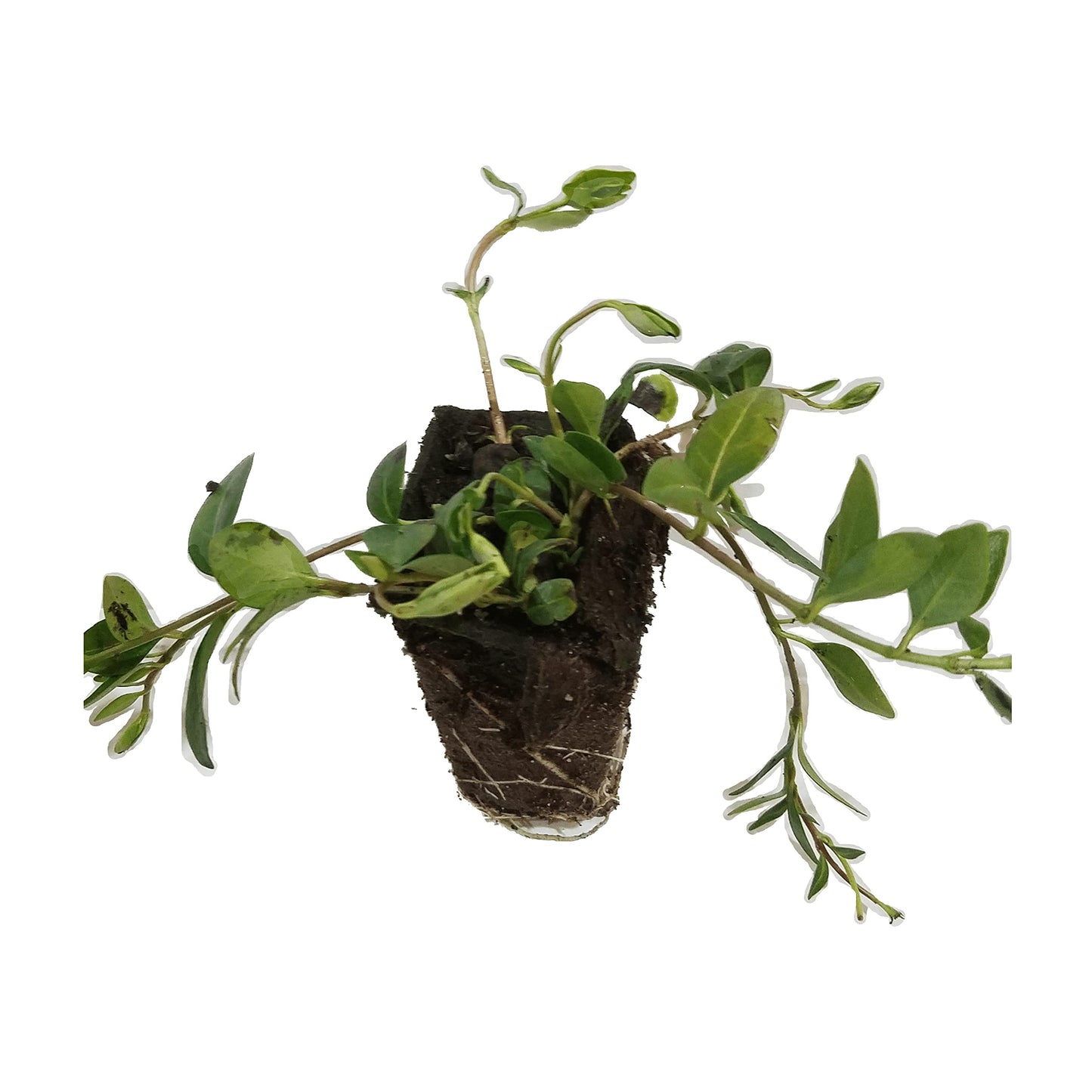 Myrtle Vinca/Periwinkle Hardy Groundcover 50 Plants 2" Pots