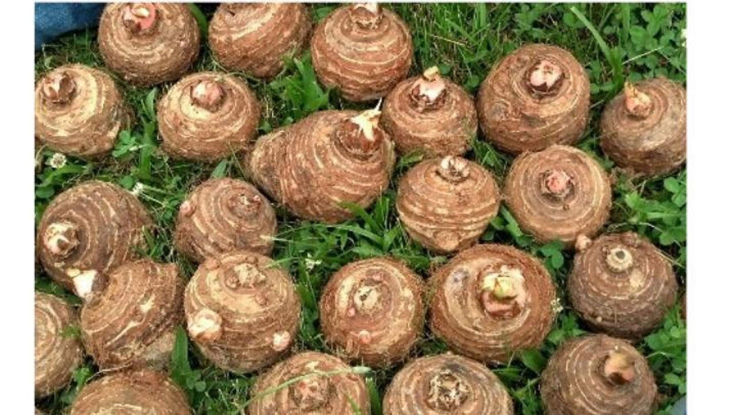 5 Live Colocasia Esculenta Elephant Ear Taro Gabi Kalo Eddo Bulbs #TSMN