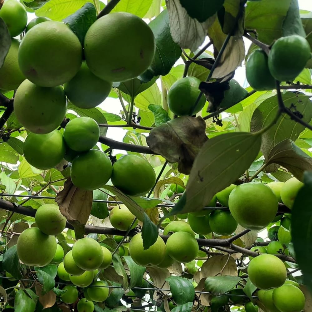 Thai Jujube Plant, Live 2-3 Ft Jujube Fruit Tree for Outside Planting, Large Green Jujube Tree Plant