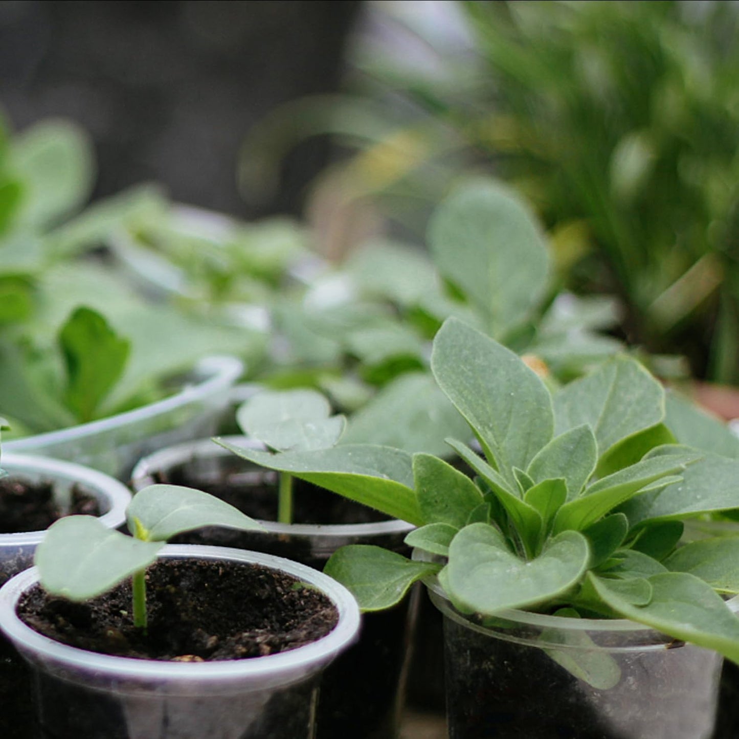 OUPSAUI 36 Pack 7/6/5/3.5 Inch Clear Nursery Pots with Drainage, Clear Pots for Plants, Flexible Plastic Seed Starting Pot