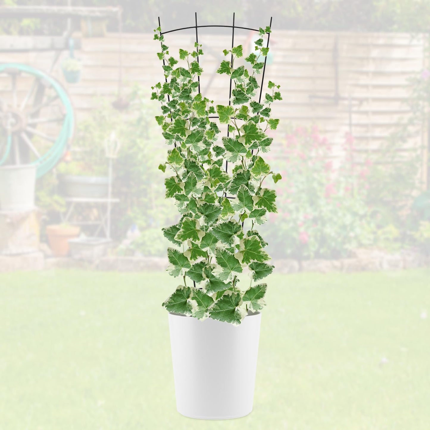 ANCOUUIN 4 Pack 32'' Black Metal Plant Trellis Indoor/Outdoor, Fan Shape, Stainless Steel, Modern Style, Easy Assembly