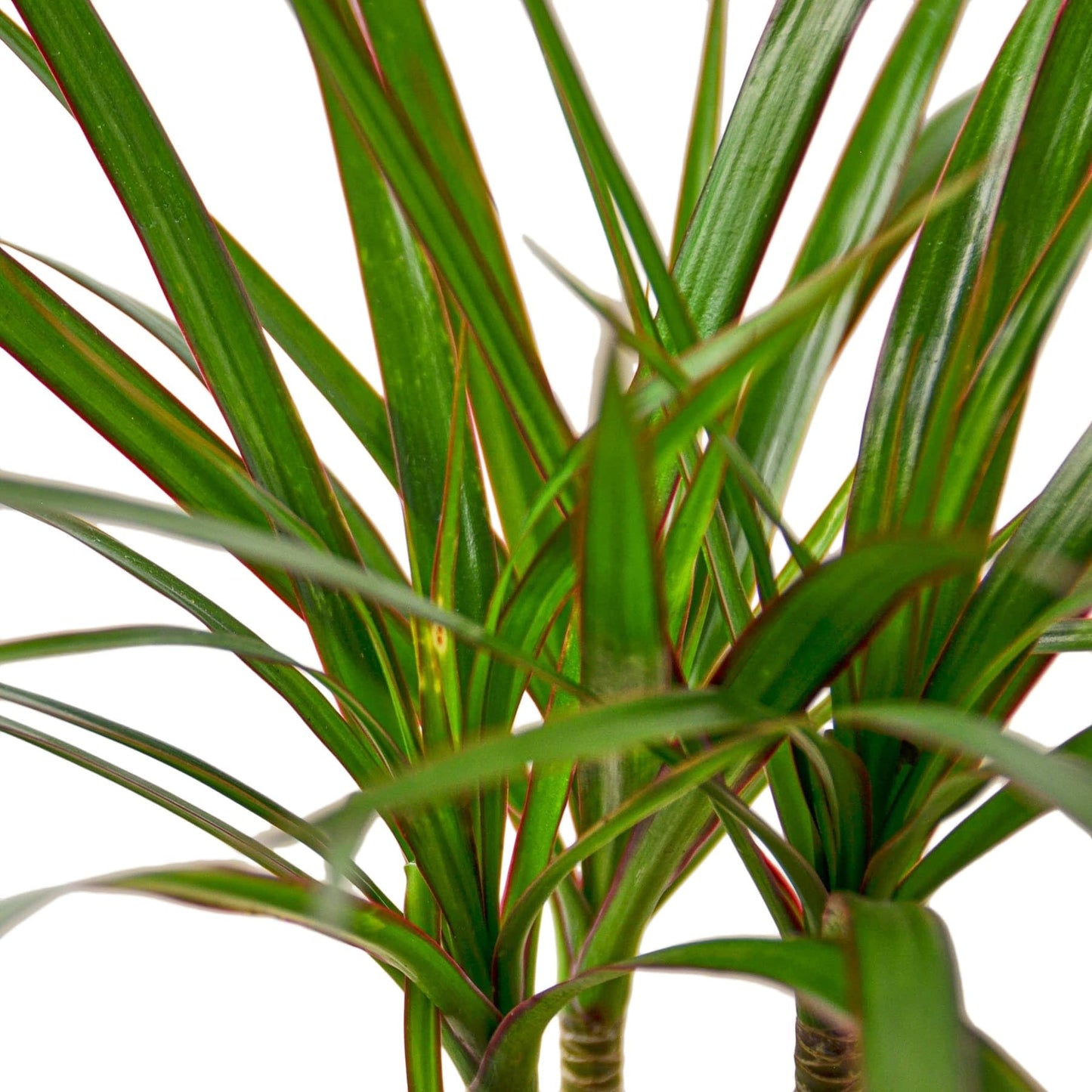 10 Pack Dracaena Marginata Cane in 4in Pot - Live Plants Tropical Houseplants | Variegated | USA Growers | The Snobby Leaf