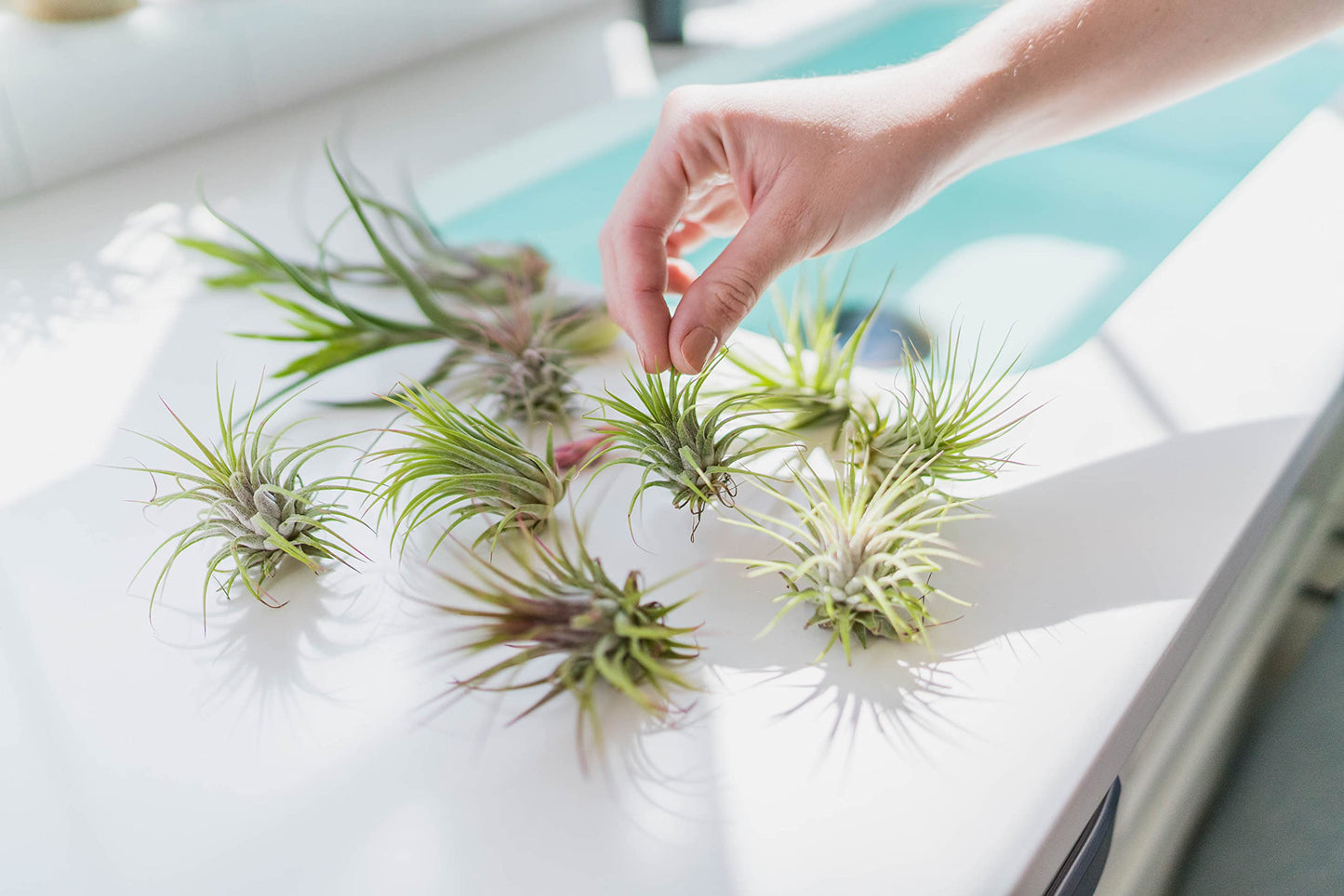 Air Plant Shop Hanging Light Bulb Terrarium with Crushed White Stones and Tillandsia Air Plant -Wholesale and Bulk- Succulents- Live Tillandsia - Easy Care Indoor and Outdoor House Plants (Pack of 1)