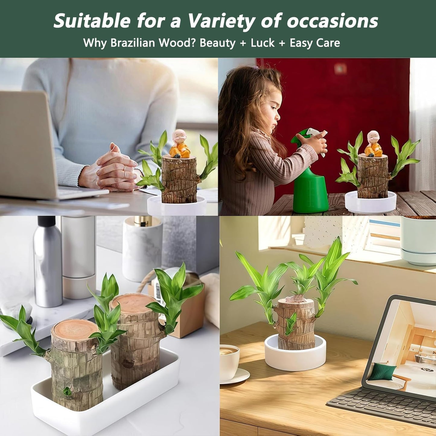 Brazilian Lucky Wood Plant,Brazilian Wood Doesn't Need to Wait to Sprout, Natural Air Cleaner, Suitable for Home Office Desk Decor (Gray)