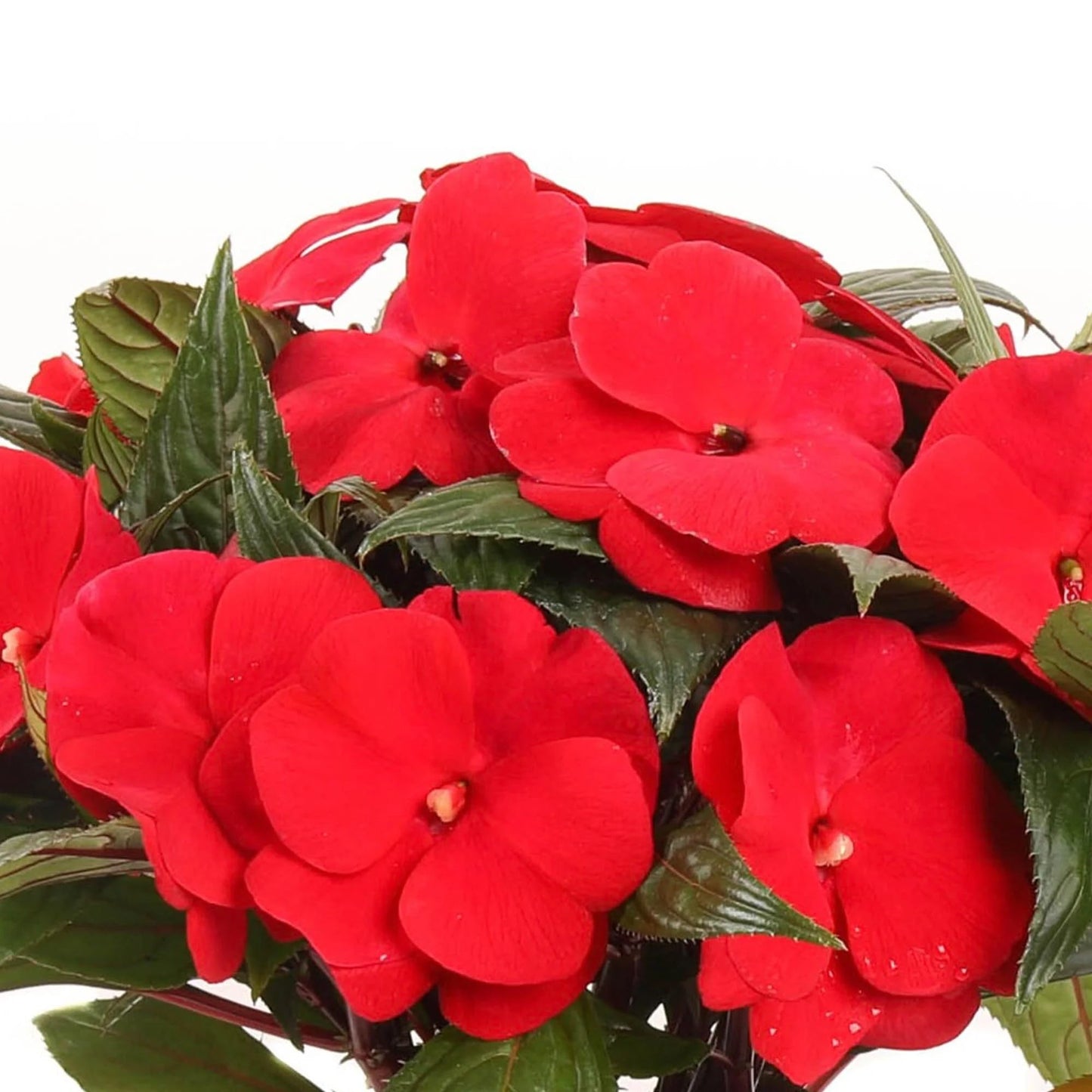 Live Flowering Plant New Guinea Impatiens Beautiful Garden Outdoor Shade Loving Flowers - Red (2)
