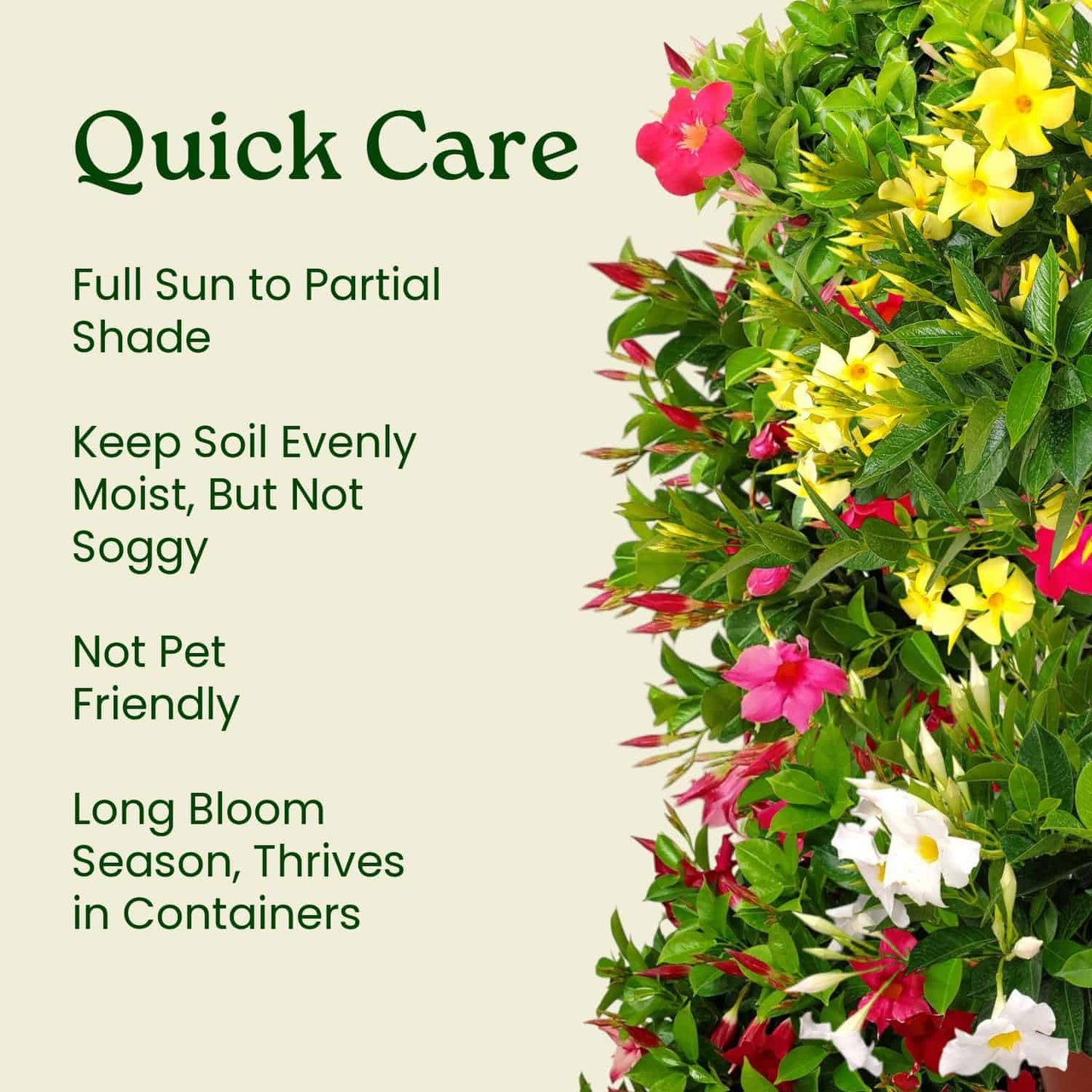 Tropical Plants of Florida Yellow Dipladenia Live Plant - 3 Gallon 22 to 26 Inch Tall Tropical Flowering Bush Outdoor Patio Garden Plant Mandevilla