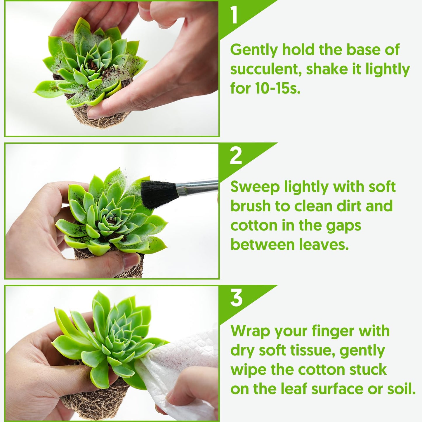 Sprout N Green Echeveria Orion, Live Succulent Plant Fully Rooted in 4" Pots with Soil Mix, Real Houseplant for Indoor Outdoor Home Office Wedding Decoration Party Favor, Pet Friendly