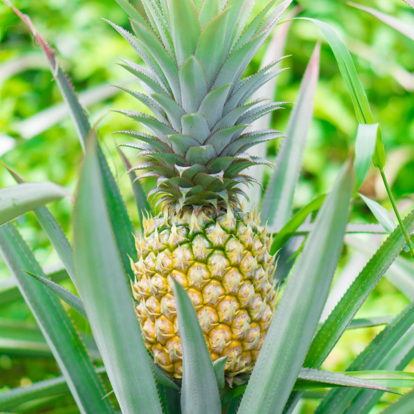 4 Sugarloaf Pineapple Fruit Trees Live Plants, Pineapple Seedlings for Backyard Gardening, Pineapple Plants Live
