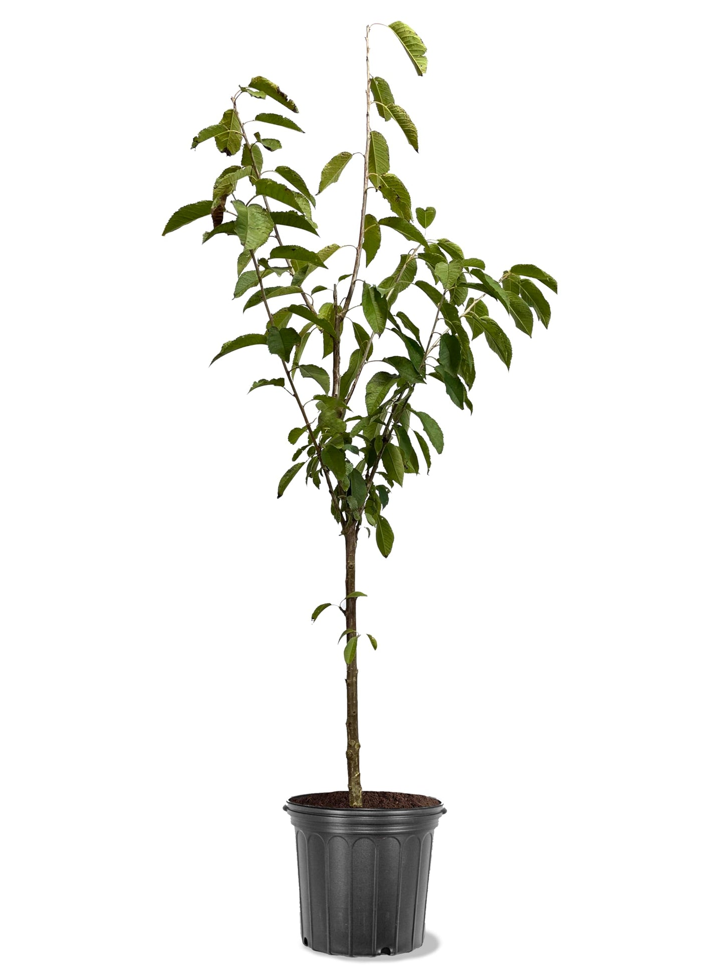 American Plant Exchange Cherry Tree 'Van Sweet' – Live Fruit-Bearing Plant, 5-Gallon Pot, Cold Hardy, Sweet Edible Cherries for Outdoor Orchards and Landscapes