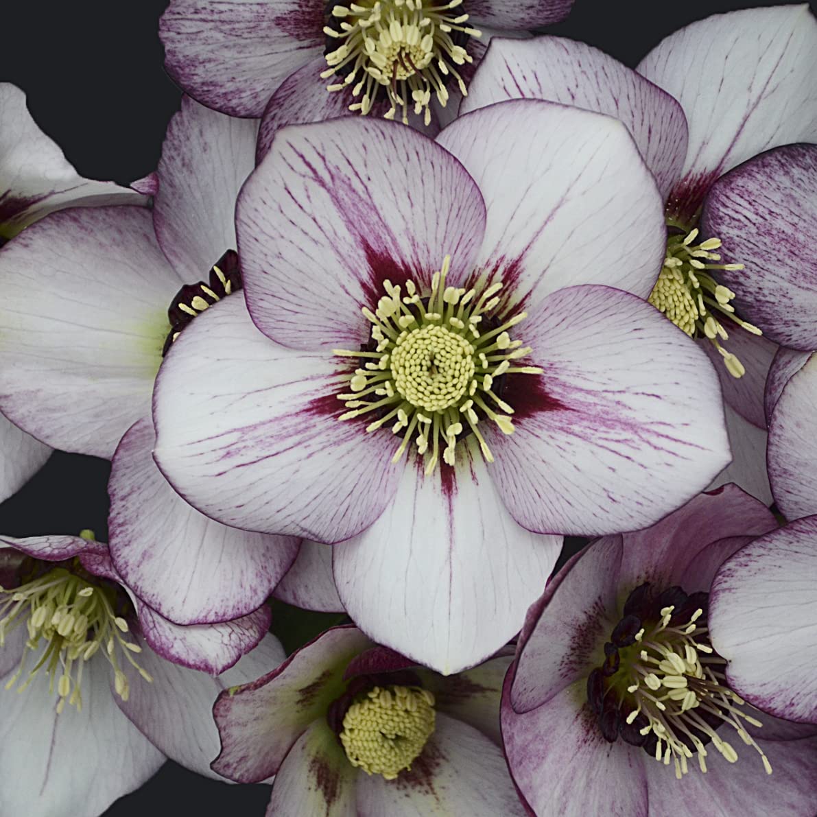 Live French Kiss Hellebore Lenten Rose