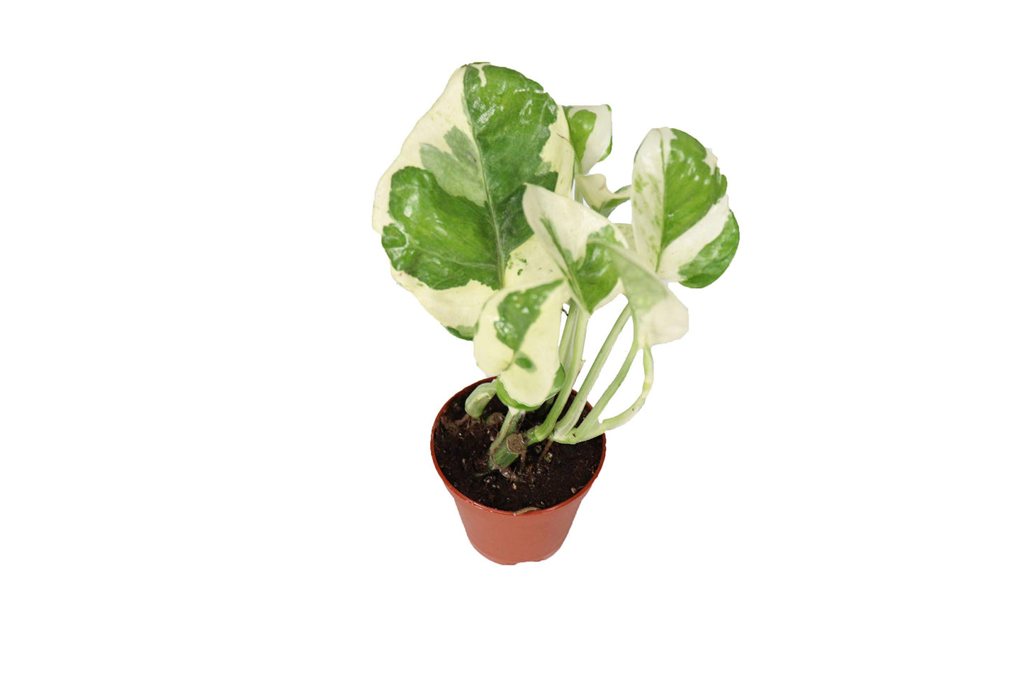 Pothos 'N Joy - 2.5" Growers pot Live Plant - Variegated White and Green Leaves - Easy to Care for - Perfect for Indoor and Outdoor Home Decor, Office, and Gift