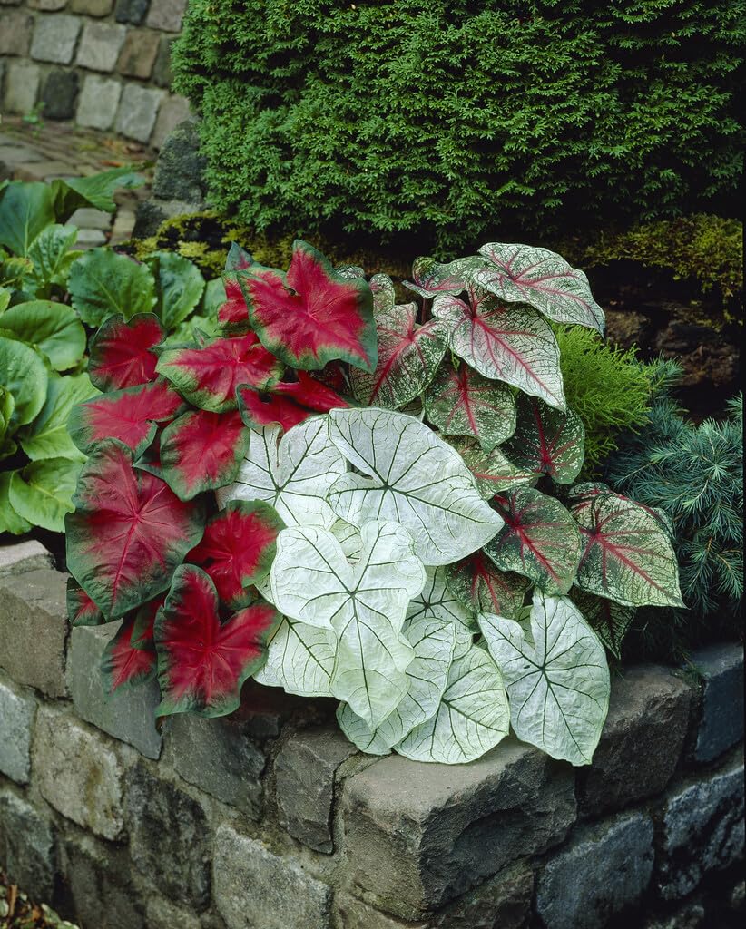 Bulk Border Mix Caladium Bulbs for Planting - Perennial Hosta, Elephant Ears, Fancy (100 Bulbs)