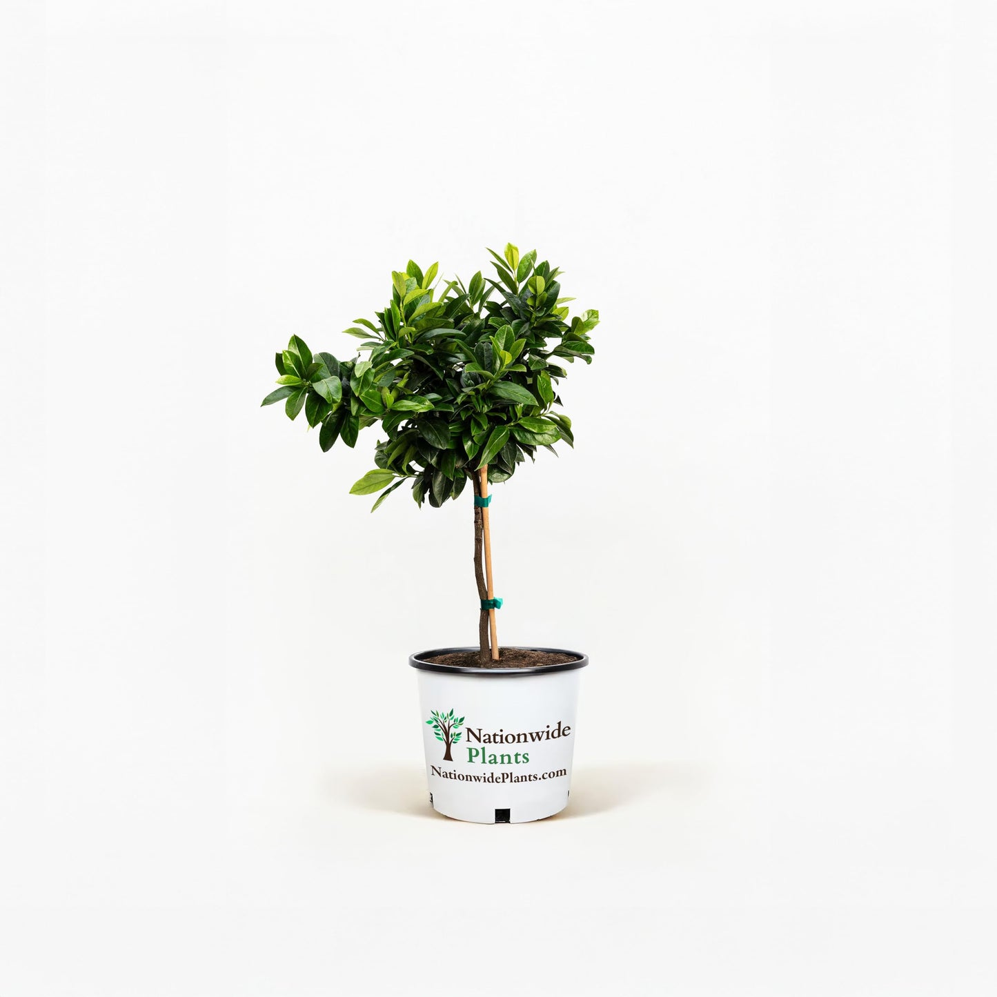 English Laurel Topiary (Single Ball) 2 Gallon