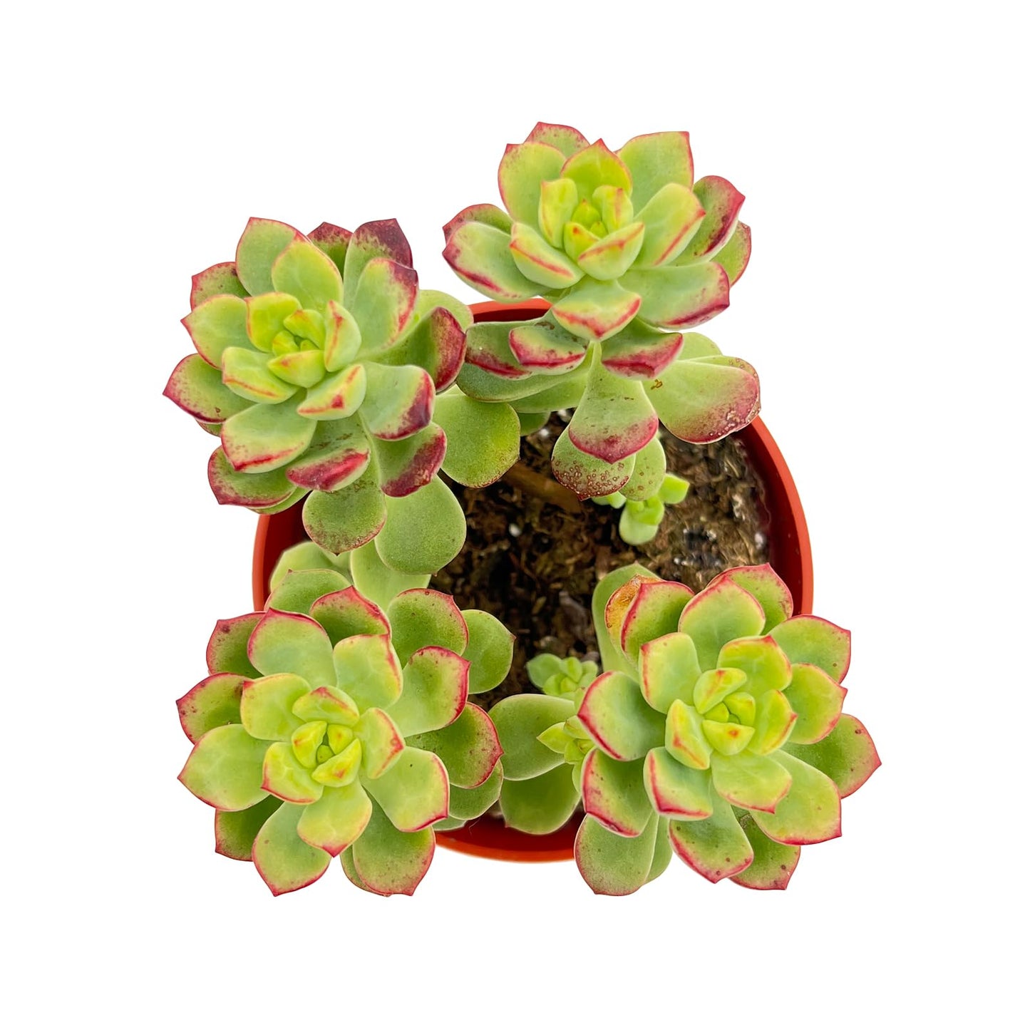 Live Succulent Plants Echeveria 'Tango', Easy Care Potted Succulents in 4" Pots, Indoor Houseplant, Unique Gifts, Home Office Décor