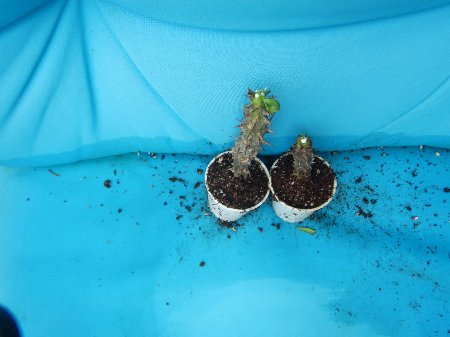 Live Plant - Golden Crowncrown of Thorns-Euphorbia Miliichrist Plantstarter Plant