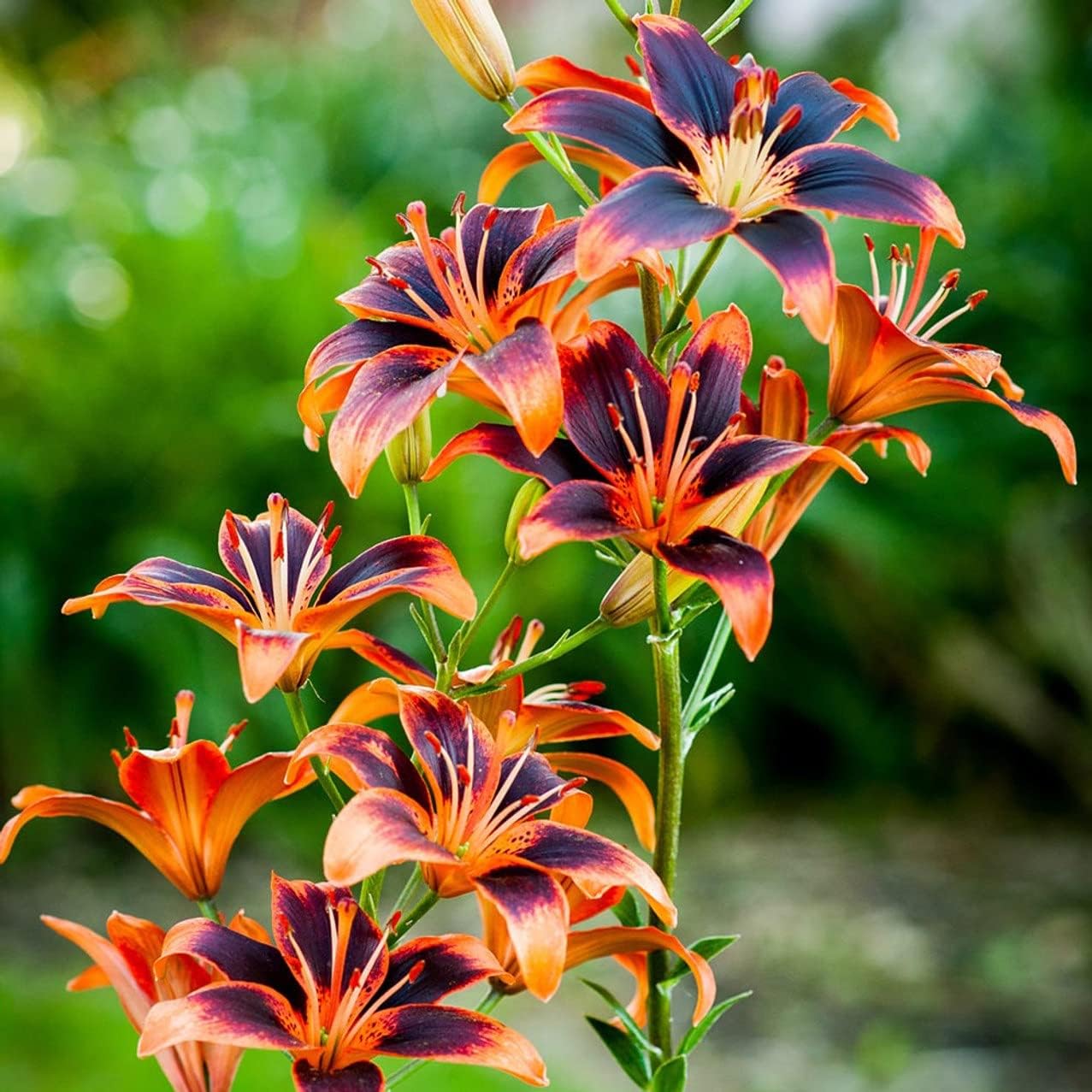 Votaniki Forever Susan Lily Bulbs for Planting - Perennial Long Blooming Lily for Garden Beds, Borders, and Containers | Fast Growing - Low Maninatnace & Easy to Grow (1 Pack)