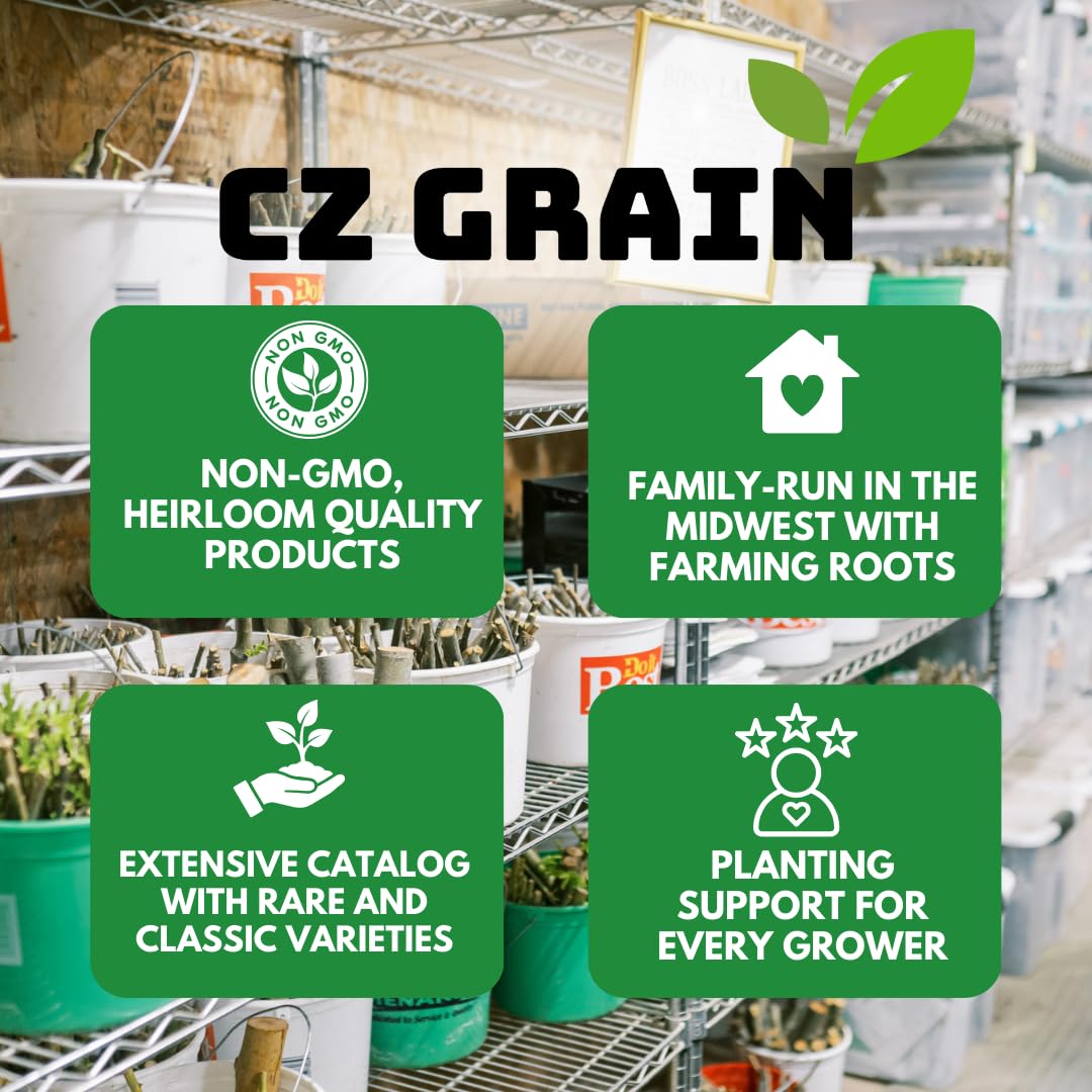10 Dwarf Papaya Seed Sweet Fruit Tree Seeds for Planting - Grow Your Own Tropical Fruit Tree at Home, Patio, or Garden – Non-GMO, Fast-Growing, Edible Orange Fruits Perfect