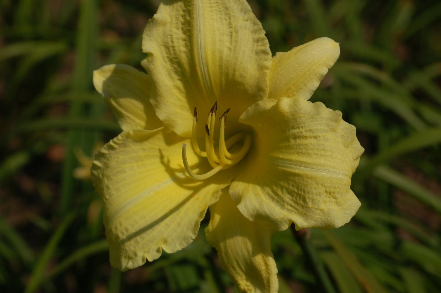 Live Plant from Green Promise Farms - Proven Winners, Hemerocallis Rainbow Rhythm 'Going Bananas' Daylily, Yellow Flowers - #1 Gallon Size Container