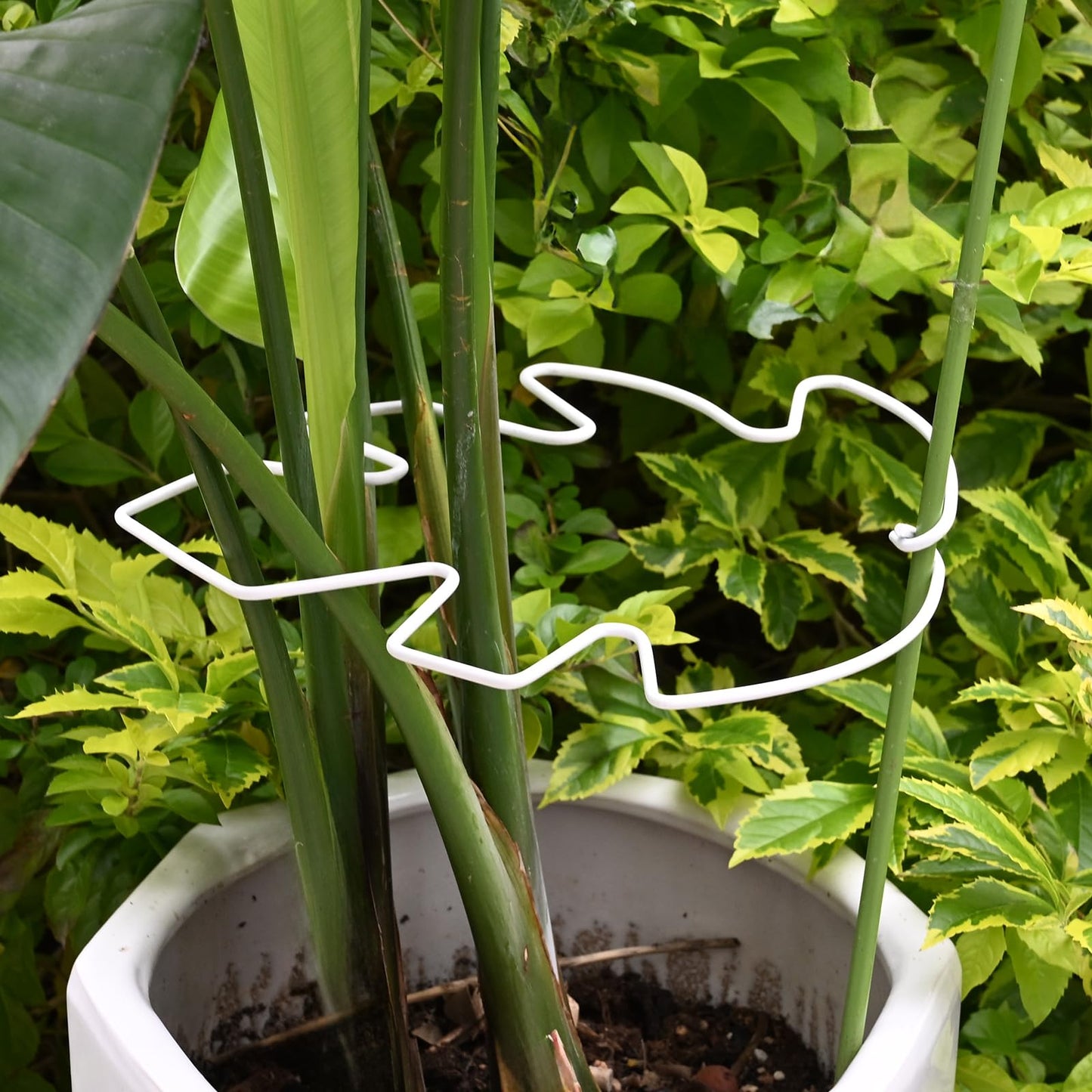 YOHSNOR 5PCS Monstera Plant Stem Support White 9 * 7.6in - Durable Stake Holder for Indoor Climbing Plants, Adjustable Installation Ideal for Fishbone Cactus and Plant Enthusiasts