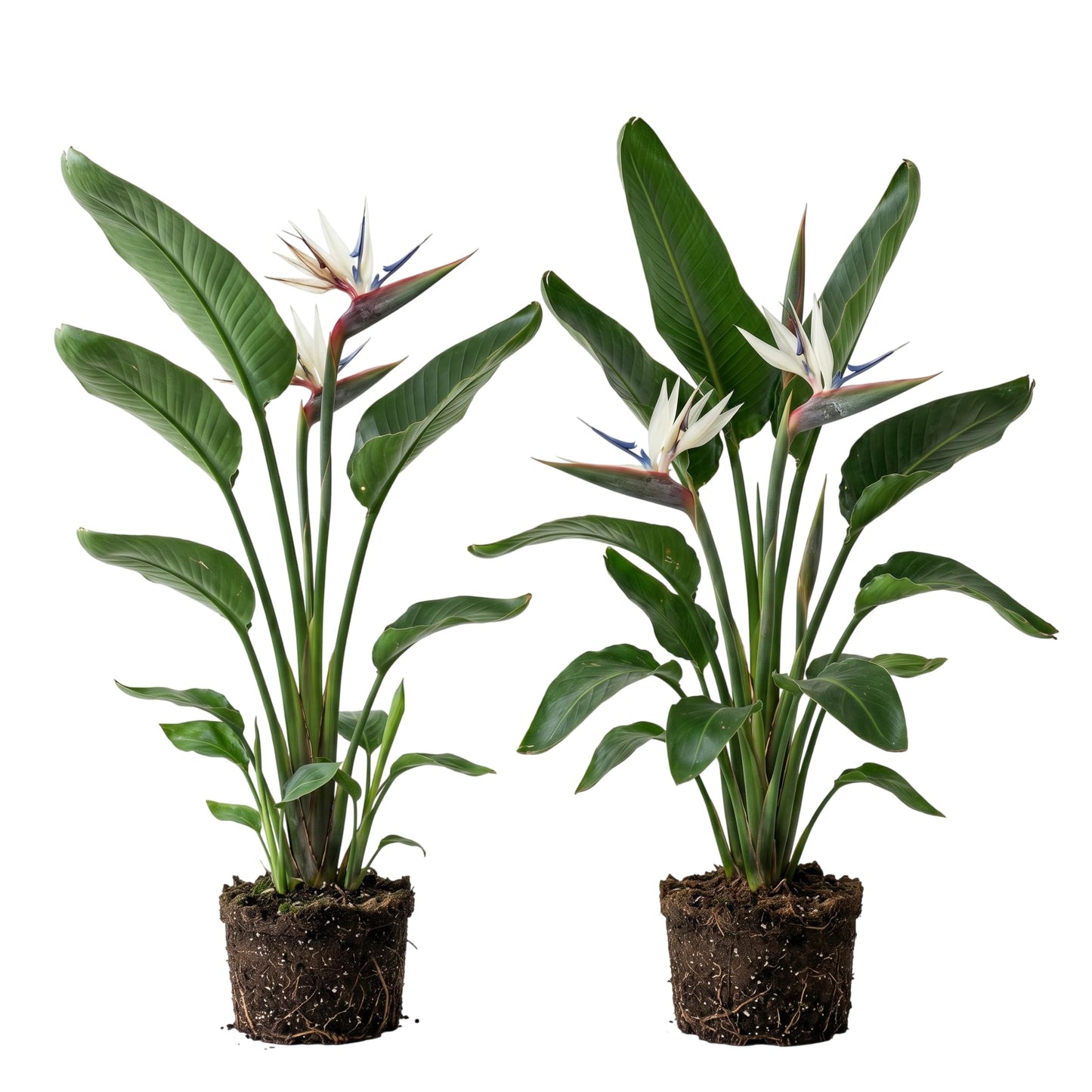 Set 2 Bird of Paradise Plants Strelitzia Flowers Plants Tropical Craneflower Plant 4-6 Inch Tall - White Bird of Paradise Flower