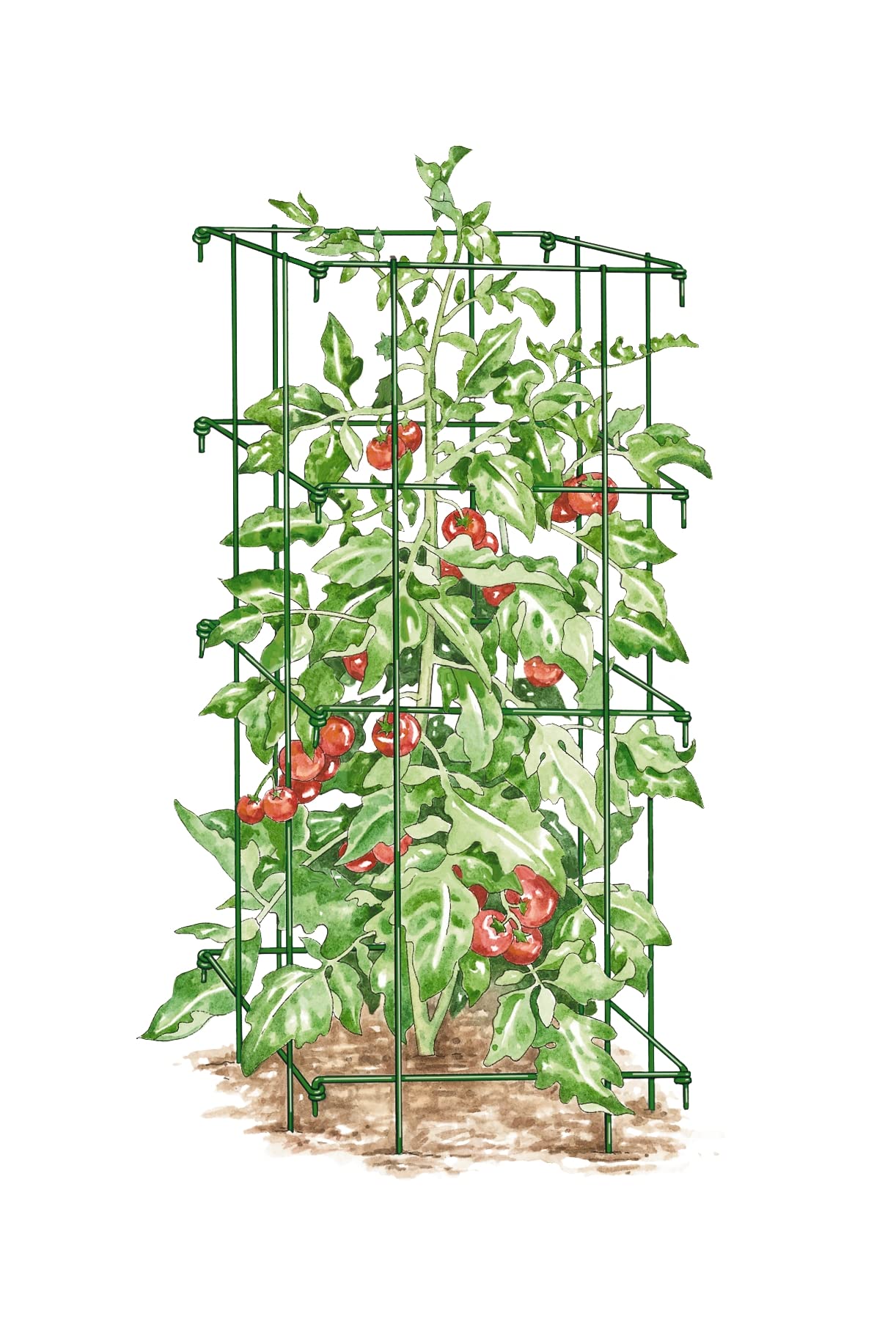 Gardener’s Supply Company Lifetime Tomato Cages | Heavy Gauge Sturdy Garden Plant Supports for Vegetables and Other Climbing Plants | No Assembly Needed - Green (Set of 4)