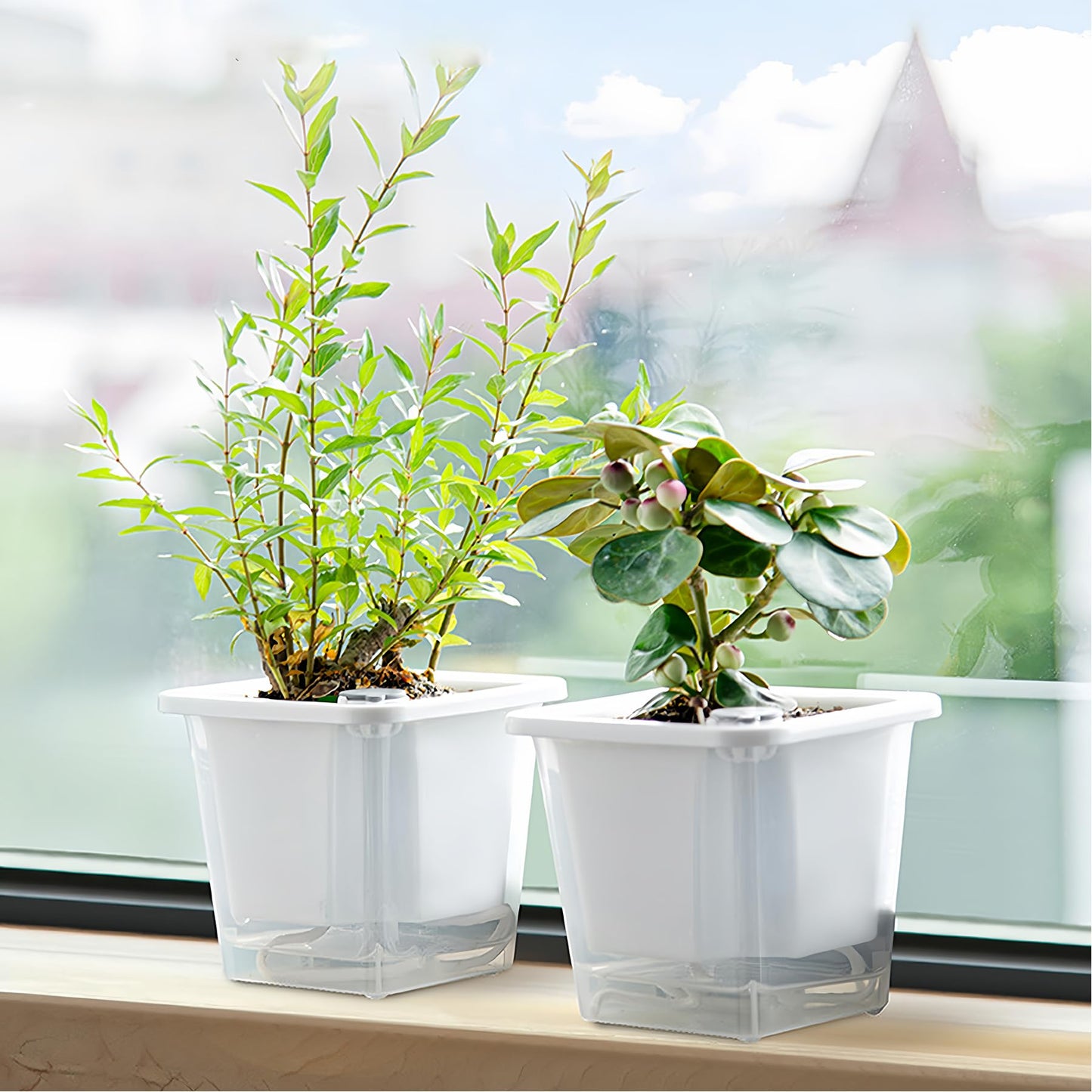 FAMZ Self Watering Pots for Indoor Plants 3 Pack,Clear Plant Pots with Drainage for African Violet、 Orchid、Succulent Plants Square Plant Pots(White 5.12")