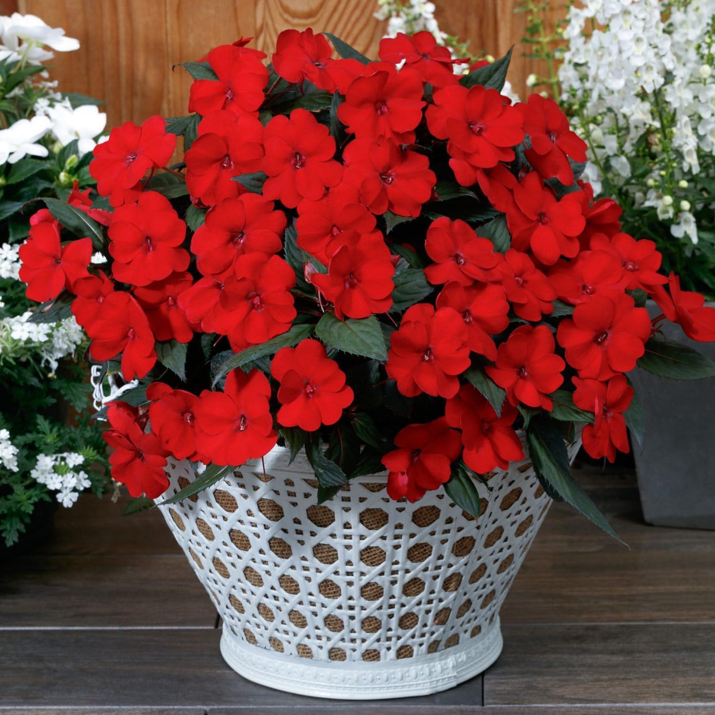 Live Flowering New Guinea Impatiens - Red (3 Plants Per Pack), Beautiful Shade Flowers