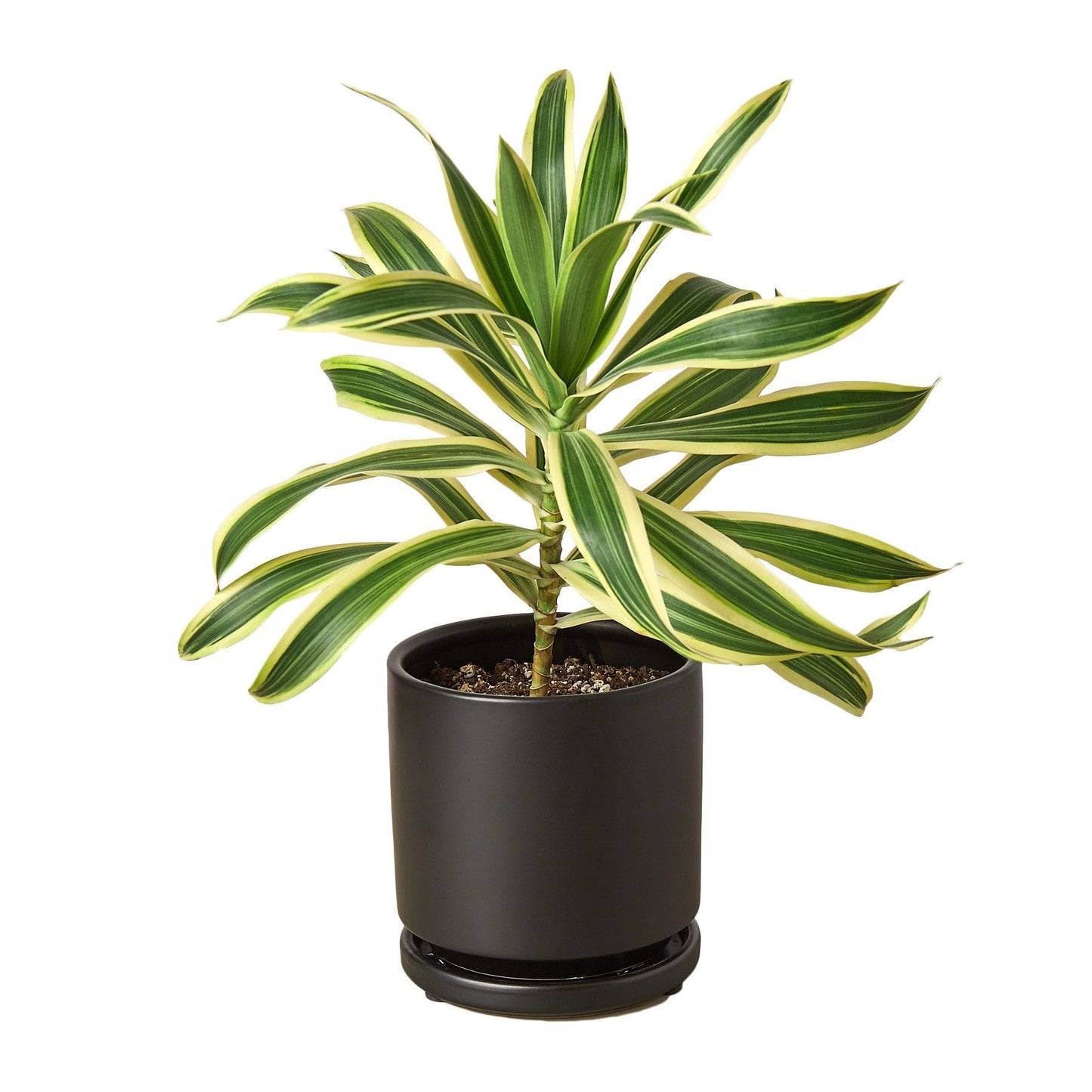 3 Pack Dracaena 'Song of India' in 4in Pot - Live Plants Tropical Houseplants | Variegated | USA Growers | The Snobby Leaf