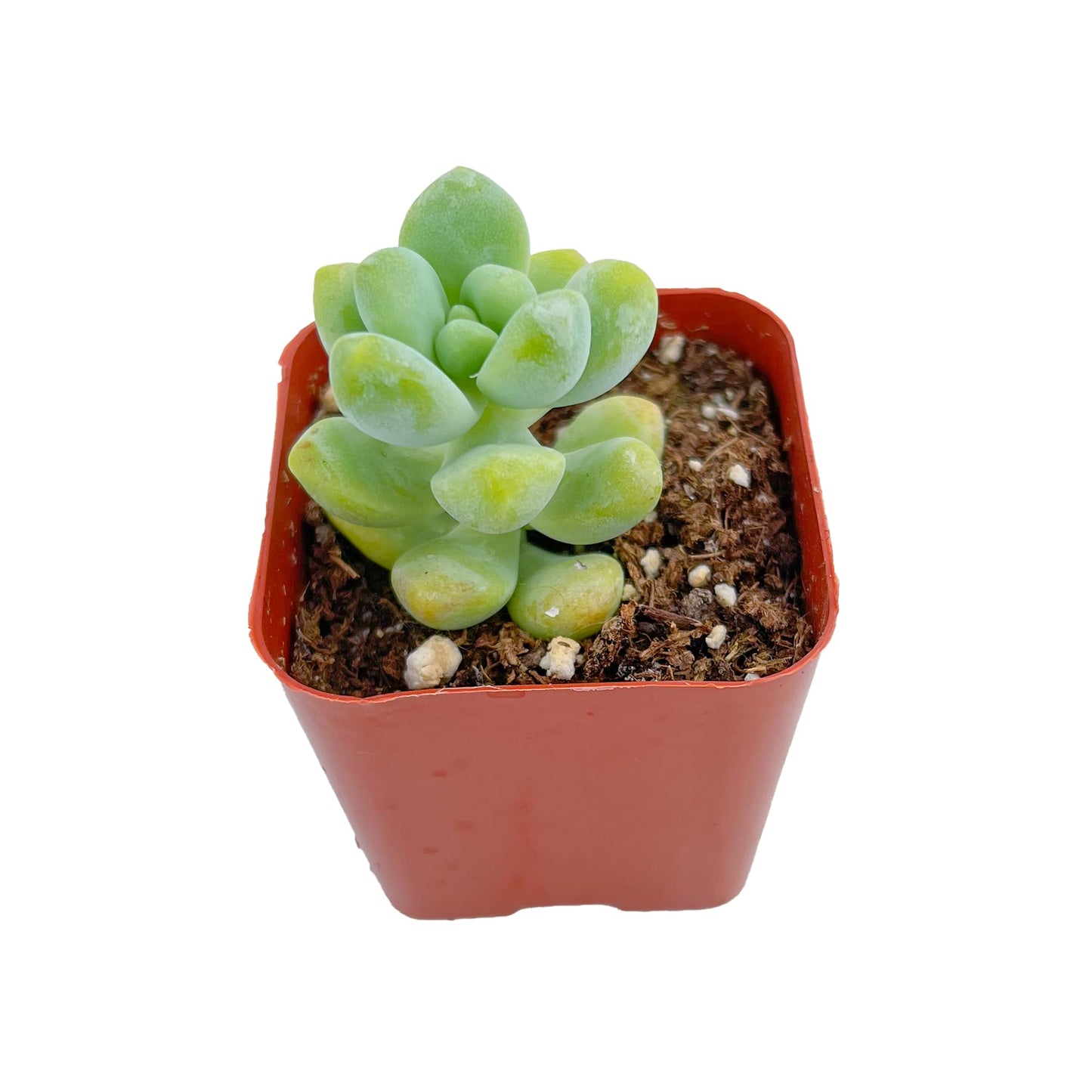 2" Live Succulent Plants Sedum treleasei, Mini Potted Succulents, Easy Care Indoor Houseplant, Unique Gifts, Home Office Décor