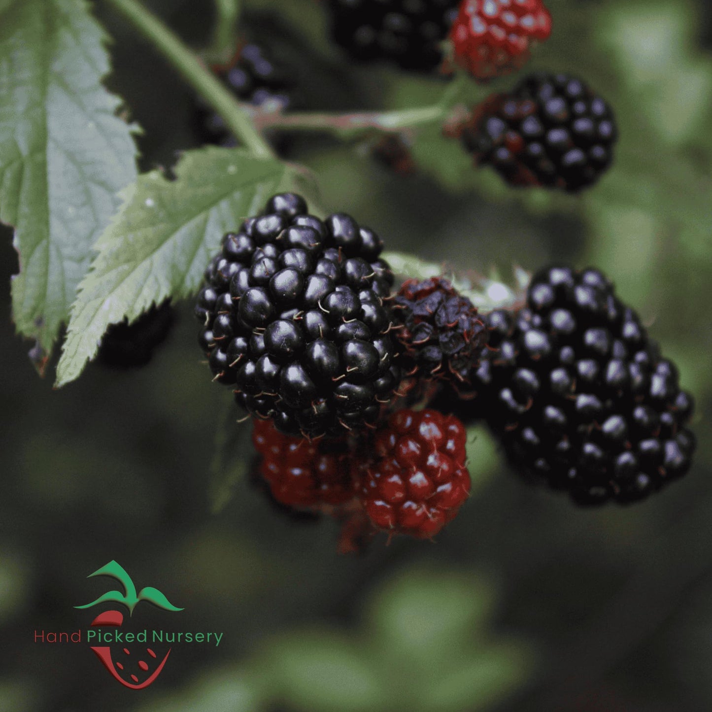 'Chester' BlackBerry Plants - Thornless, Winter Hardy, and Productive Blackberries from Hand Picked Nursery (3)