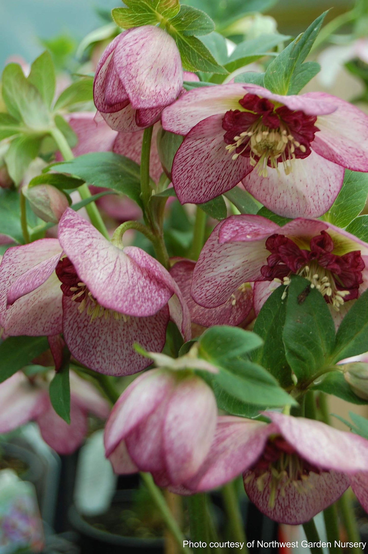 Perennial Farm Marketplace Helleborus x Winter Jewels 'Cherry Blossom' (Lenten Rose) Perennial, 1 Quart, Red Flowers