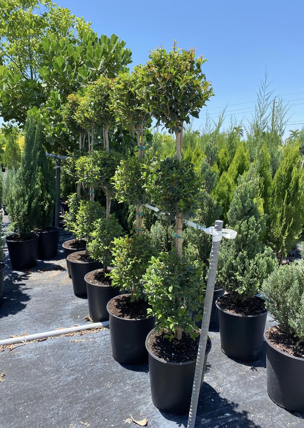 Topiary Eugenia 3-Ball Tree 3gal Pot 4-5ft High