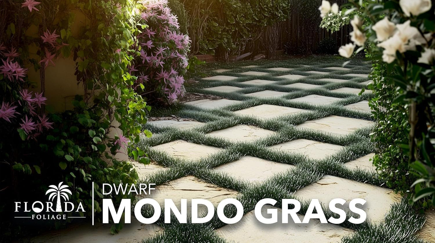 Dwarf Mondo Grass | 3 Large 4 Inch Pots | Ophiopogon Japonicus Nanus | Live Evergreen Shade Loving Groundcover