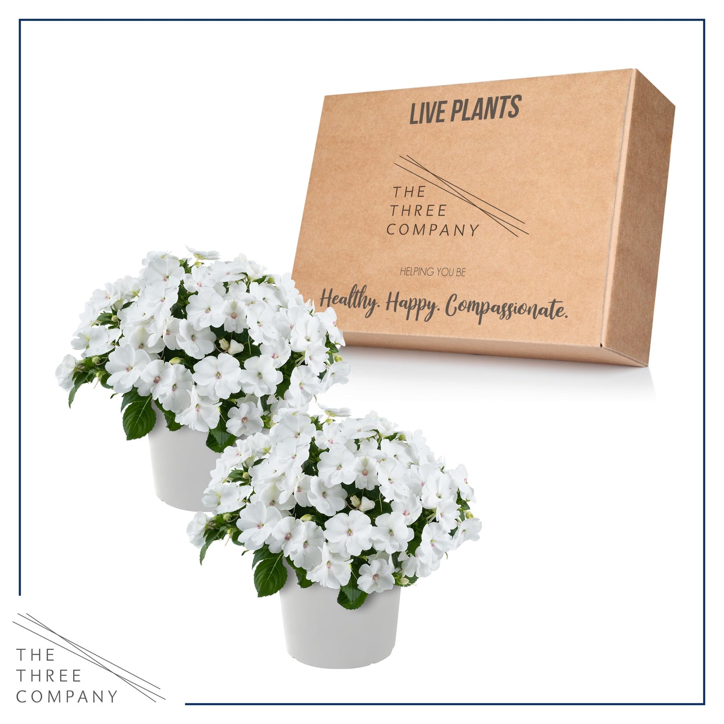 Live Flowering New Guinea Impatiens - White (3 Plants Per Pack) - Beautiful Shade Flowers - 12" Tall by 5" Wide in 1 Qt Pot